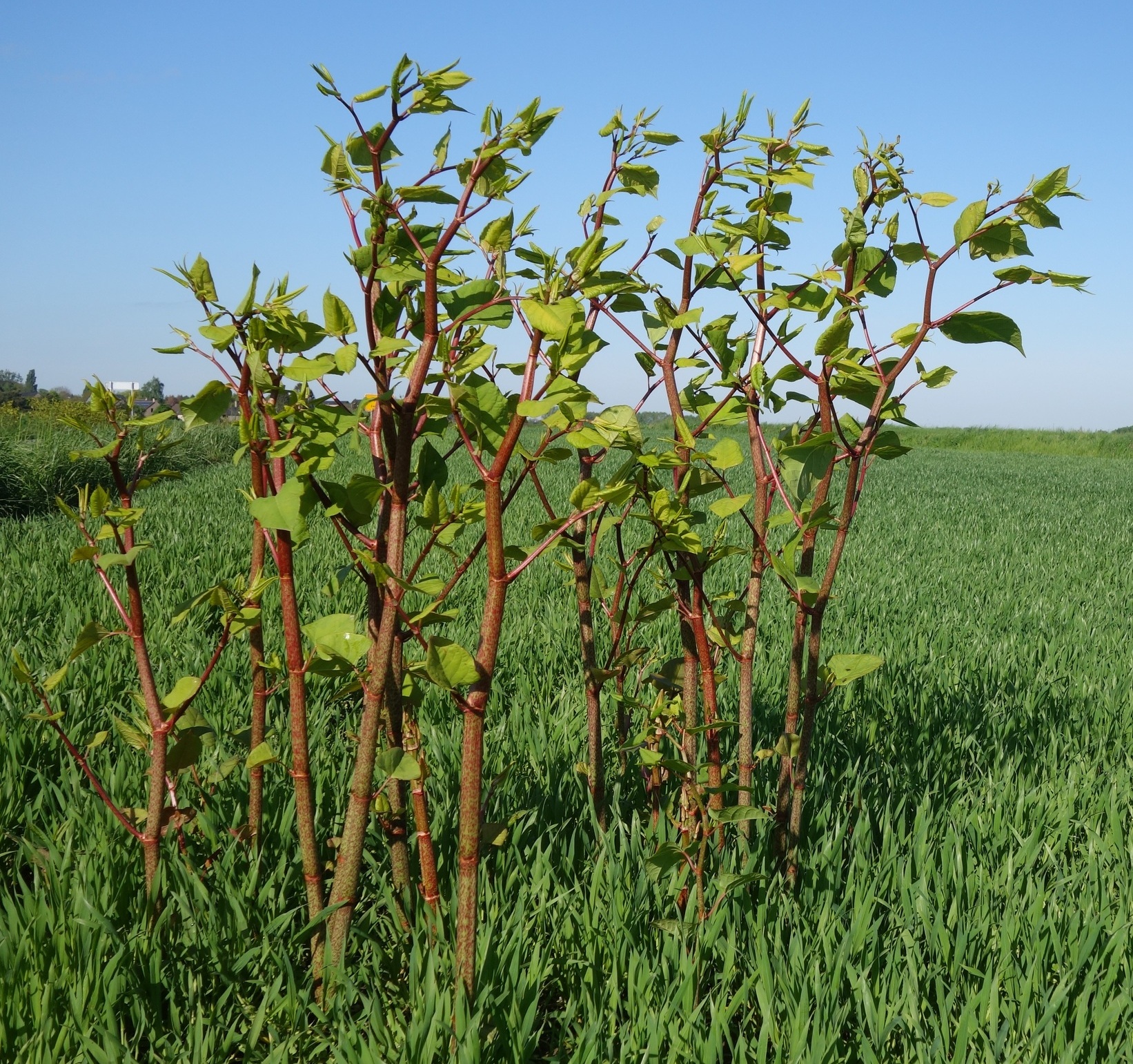 les-renou-es-asiatiques-la-biodiversit-en-wallonie